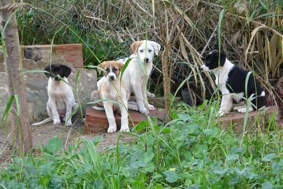 Annelerinin terk ettiği yavru köpeklere site sakinleri sahip çıktı