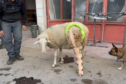 Bacağı kırılan koyuna sanayide aparat yaptılar