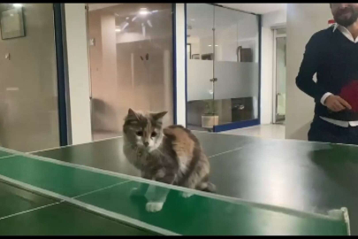 Masa tenisi oynayan kedi gülümsetti