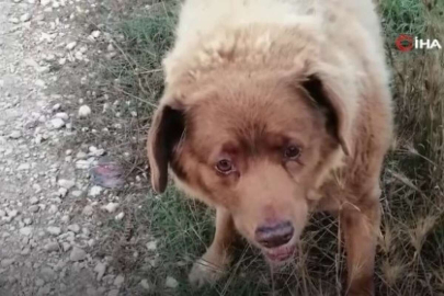 Dünyanın en yaşlı köpeği Guinness Rekorlar Kitabı'na girdi
