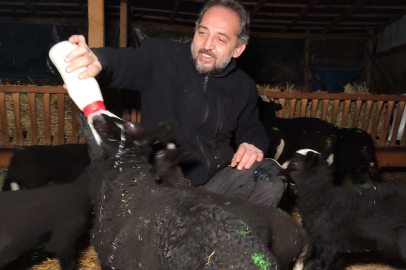 Kuzular için güvenlik kamerası başında sabaha kadar doğum nöbeti