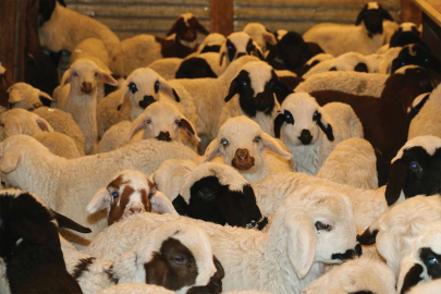 SAT-2 tipi şap virüsü alarmı