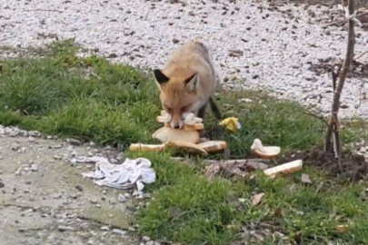 Önlerine çıkan tilkiyi beslediler