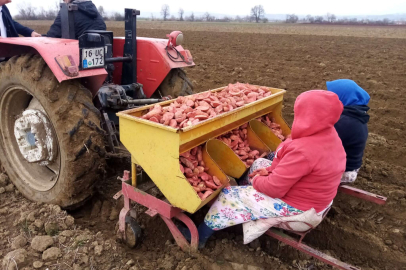 Bursa'da ‘sarı altın’ ekimi başladı
