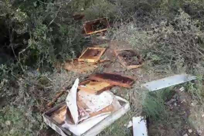 Aç kalan ayı arı kovanlarını parçaladı