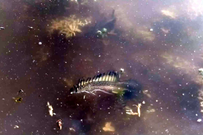 Bursa'da ilk kez görüldü