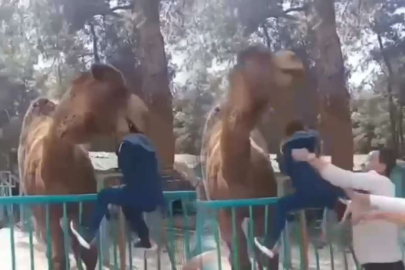 Deveye fazla yaklaşan çocuk az daha canından oluyordu