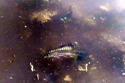 Bursa'da ilk kez görüntülenmişti...O türün cinsi belli oldu