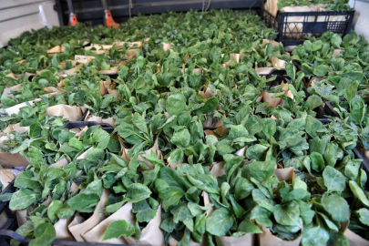 Osmangazi Belediyesi 1 milyon sebze fidesi dağıttı