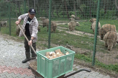 74 dansçı ayıya özel ekmek fırını...Artık ekmeğin de iyisini ayılar yiyor
