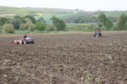 Ayçiçeği ve Buğday tohumları toprakla buluşuyor