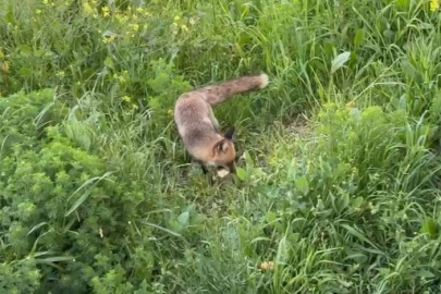 Tilki bile ekmek yediği yeri unutmuyor...