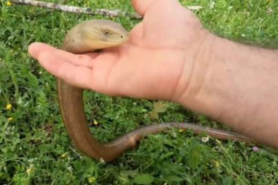 Zararsız olduğunu ispatlamak için eliyle dadikalarca sevdi