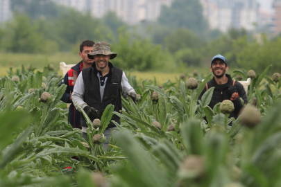 Coğrafi işaret tescilli Hasanağa enginarında hasat zamanı