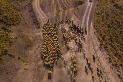 Sürülerin tozlu göç yolculuğu başladı