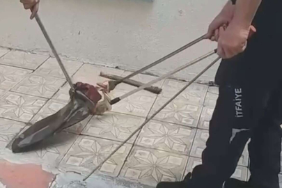 Bursa'da yılan paniği