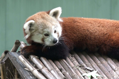 Macaristan'dan Bursa'ya getirilen kızıl pandanın keyfi yerinde