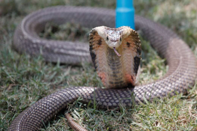 Hintli kadın, erkek arkadaşını zehirli kobra ile öldürdü