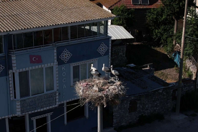 Yaren leylek ve 4 yavrusu vedaya hazırlanıyor