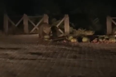 Uludağ’ın meşhur ayı ailesine karpuz festivali düzenledi