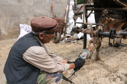 İneklere manikür - pedikür yapıyor