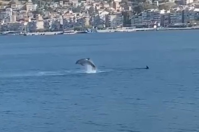 Gemlik Körfezi’nde yunusların şovu izleyenleri büyüledi