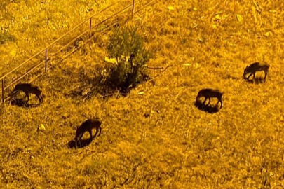 Gemlik'te domuzlar sitelere dadandı