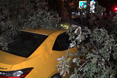 193 yıllık ağaç taksi durağına devrildi, 2 taksi ağacın altında kaldı