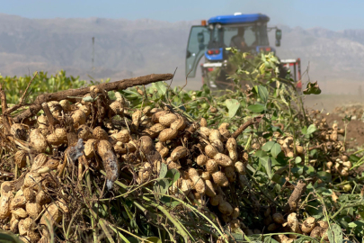 Terörün yerini huzura bıraktığı sınır hattında yer fıstığı hasadı başladı