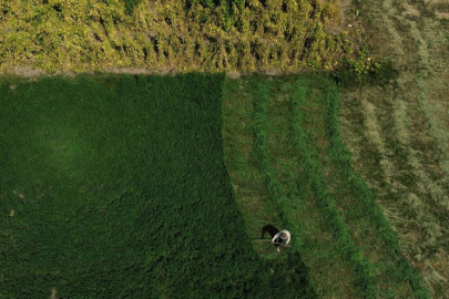 Ne kalp krizi ne ayı dinledi: Meşhur pala sıhhatine çalışmayla kavuştu