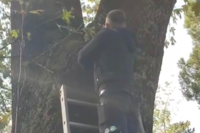 Ağaçta mahsur kalan kediyi ekipler kurtardı