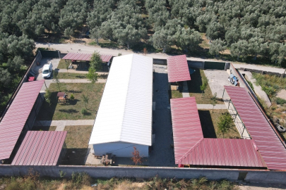 İznik'teki sokak hayvanları için tam teşekküllü merkez