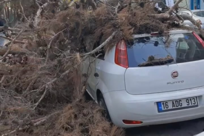 Çürük ağaç otomobilin üzerine devrildi