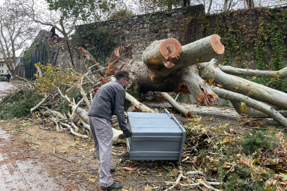 250 yıllık tarihi çınar fırtınaya dayanamadı