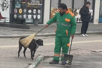 Sokak köpeğinin sırtını süpürge ile temizleyen görevli yüzleri gülümsetti