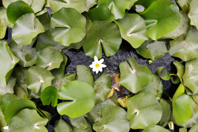 Bu çiçeği koparmanın cezası 387 bin 141 TL