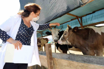 Mudanya’da hayvan pazarı yer değişikliği