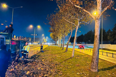 Bursa’da çınar ağaçlarına kış bakımı