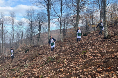 Kayın tohumları toprakla buluşuyor