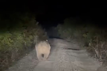 Bursa'da yolu kaybeden ayı