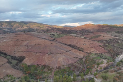 Bursa'da ormanlar küllerinden doğuyor
