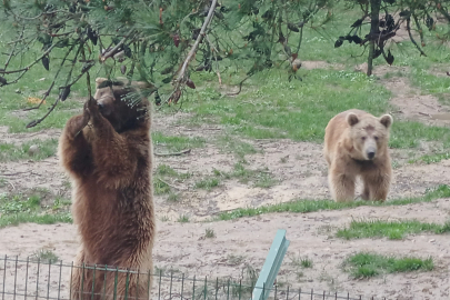 Ayı firarda...Milli parklar ve bölge sakinleri alarmda