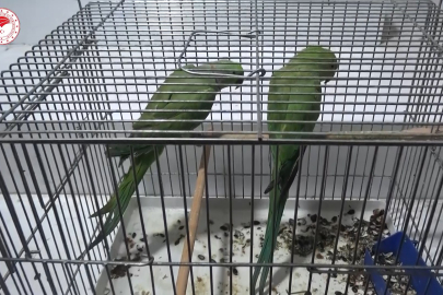 Egzotik tür kaçak papağanlar ele geçirildi