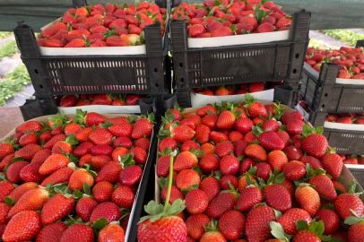 Seradaki çileğin fiyatı 1 ayda dip yaptı: Fiyatı 400 TL’den 90 TL’ye düştü