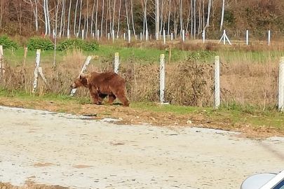 Kaçak ayı 9 gün sonra yakalandı