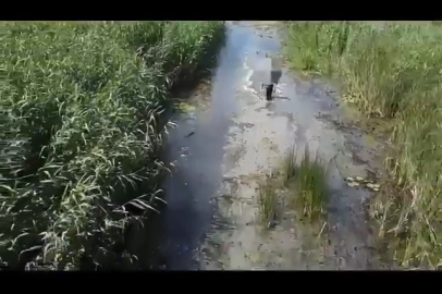 Sülük toplamak için gitti kayboldu