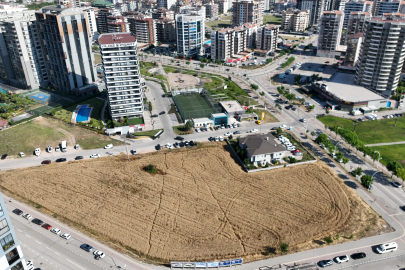 Milyon dolarlık lüks gökdelenlerin ortasında buğday hasadı