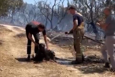 Yangından kurtarılan köpekler böyle görüntülendi