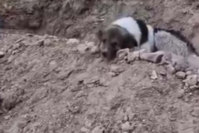 Mezar başında vefa nöbeti: Sahibinin mezarından ayrılmıyor