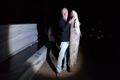 Çiçeközü Barajı'nda dev yayın balığı